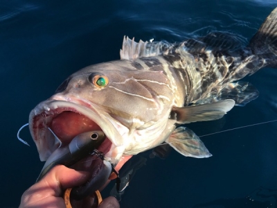 Риболов на синегриди и стири с Fiiish Black Minnow